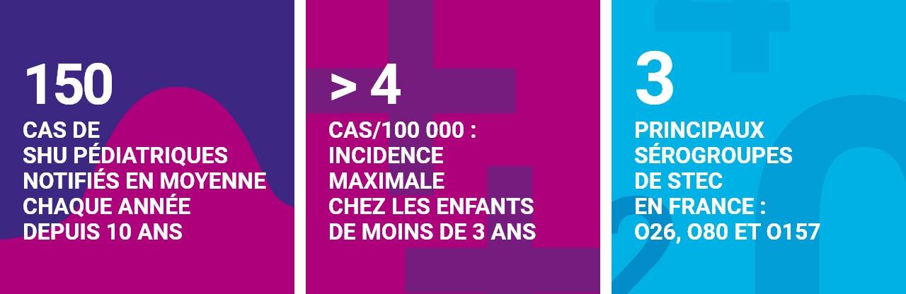 150 cas de SHU pédiatriques notifiés en moyenne chaque année depuis 10 ans. >4 cas/100 000 : incidence maximale chez les enfants < 3 ans. 3 principaux sérogroupes de STEC en France : O26, O80 et O157.