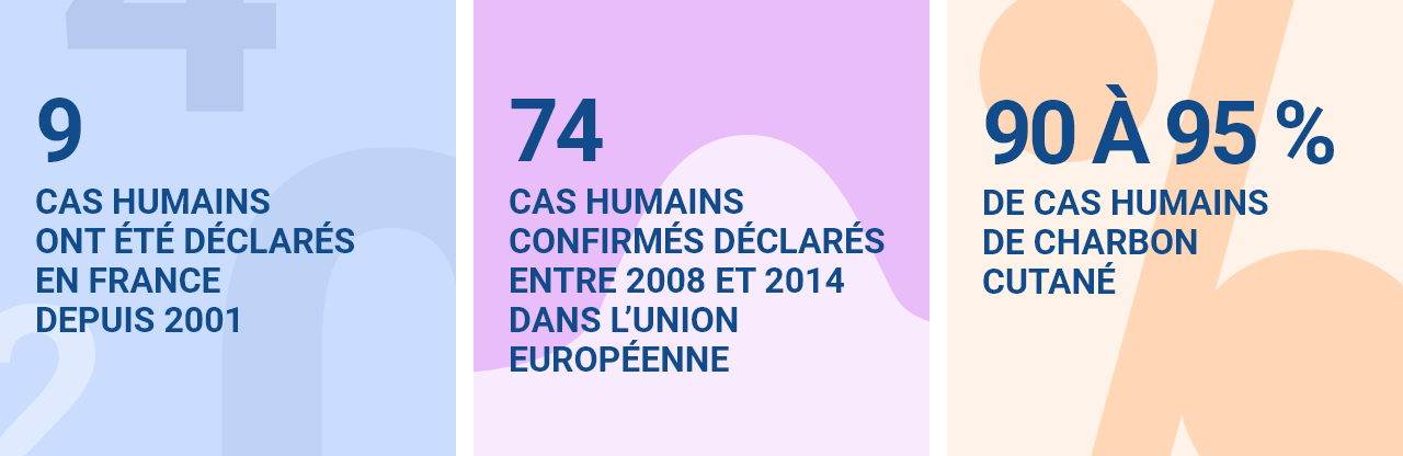 9 cas humains tous cutanés déclarés en france depuis 2001 74 cas humains confirmés déclarés entre 2008 et 2014 dans l’union européenne 90 à 95 % de cas humains de charbon cutané