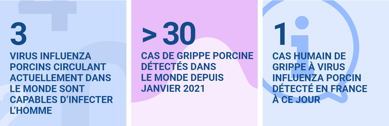 3  virus influenza porcins circulant actuellement dans le monde sont capables d’infecter l’homme Plus de 30 cas de grippe porcine détectés dans le monde depuis janvier 2021  1 cas humain de grippe à virus influenza porcin détecté en france à ce jour