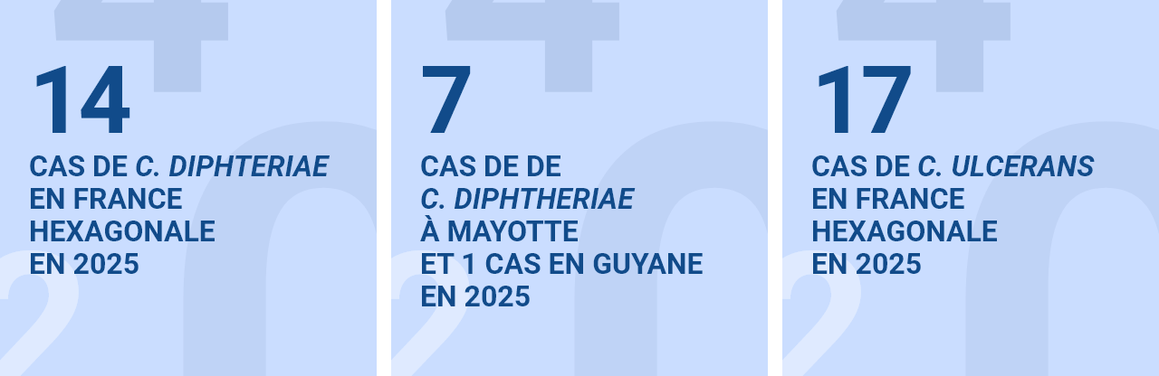 1 cas de C. diphteriae en France hexagonale en 2025; 7 cas de de C. diphtheriae à Mayotte et 1 en Guyane en 2025. 17 cas de C. ulcerans en France hexagonale en 2025
