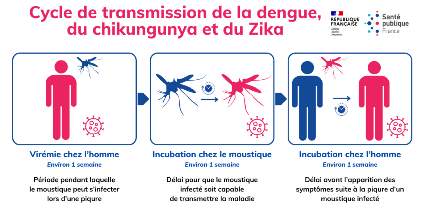 Cycle de transmission de la dengue, du chikungunya et du Zika : virémie chez l'homme (environ 1 semaine) ; incubation chez les moustique (environ 1 semaine) ; Incubation chez l'homme (environ 1 semaine)