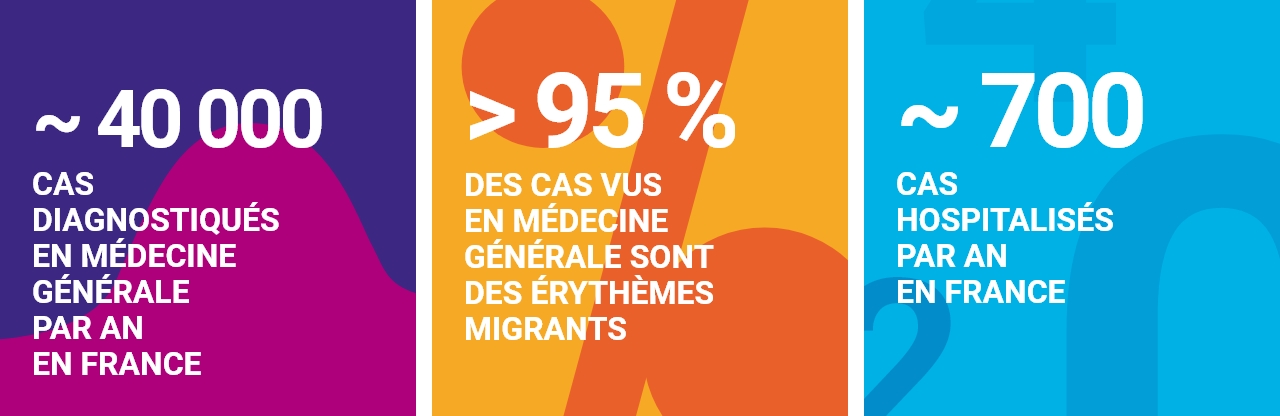 Infographie concernant la borreliose de lyme