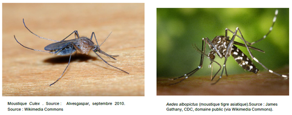 Image d'un moustique culex et moustique aedes albopictus