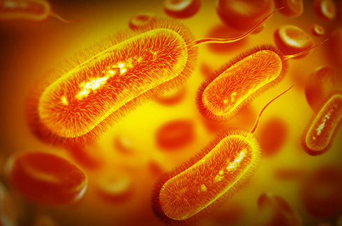 Illustration d'une bactérie E. Coli