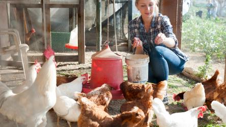 Photo d'une femme qui nourrit des poules