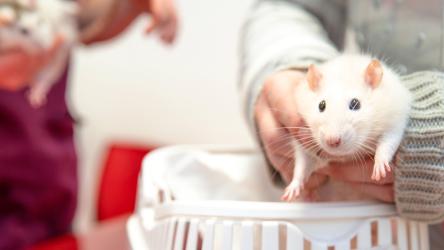 Photo illustrant une visite vétérinaire pour un rat