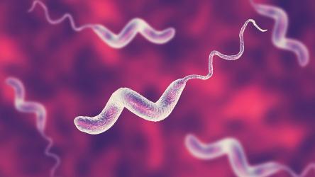 Campylobacter