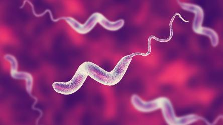 visuel campylobacter