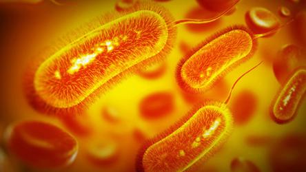 Illustration d'une bactérie E. Coli