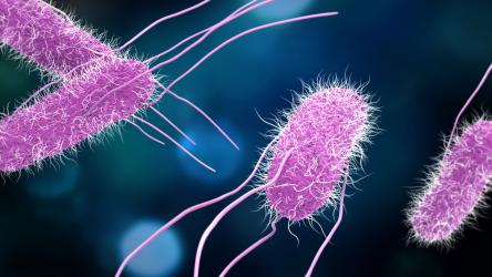 illustration du virus de la salmonellose