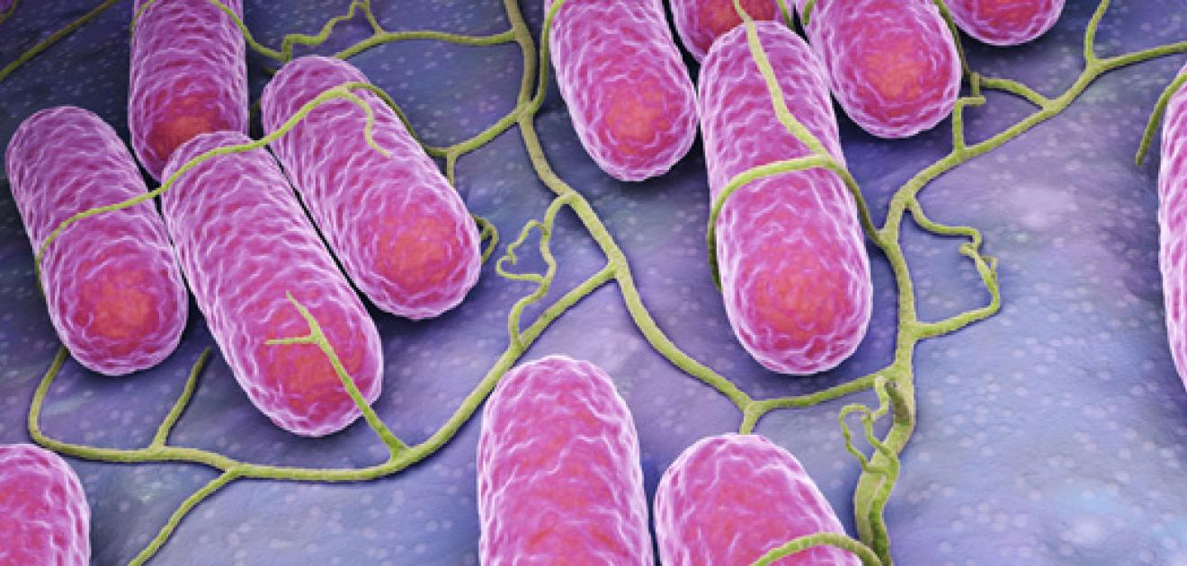 Epidémie de salmonellose à S. Enteritidis en Haute Savoie : investigations en cours