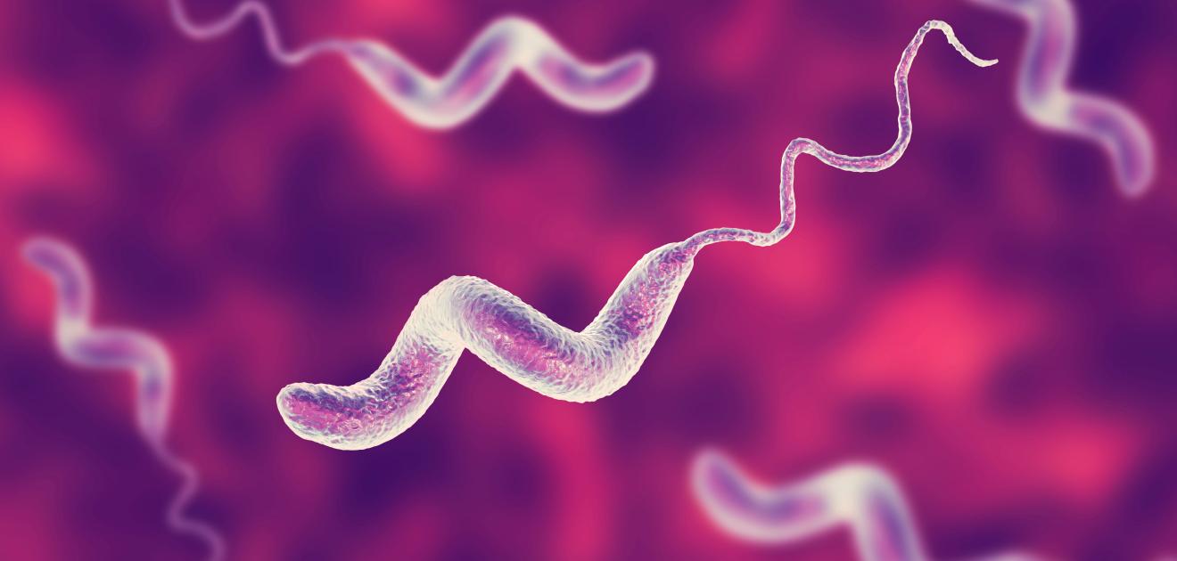 visuel campylobacter