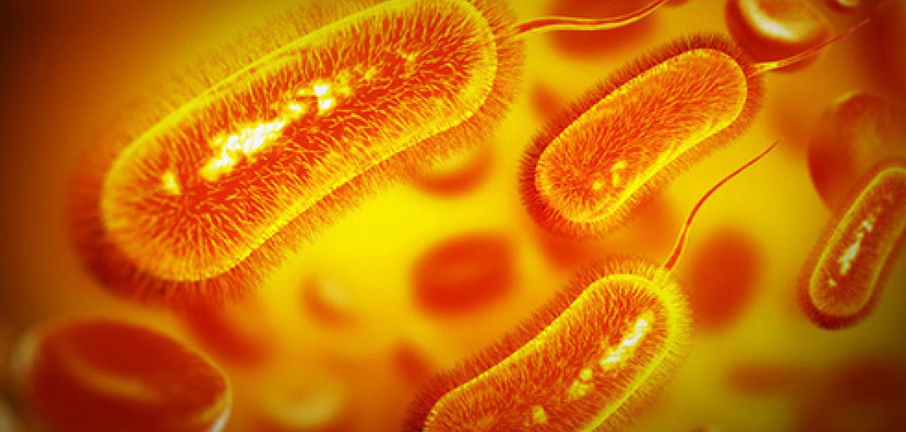 Illustration d'une bactérie E. Coli