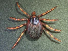 Photo de tique hyalomna marginatum
