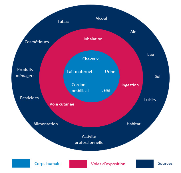 Matrices biologiques (bleu clair) permettant de mesurer les substances chimiques à partir des différents sources (bleu foncé) et voies d’exposition (rose)