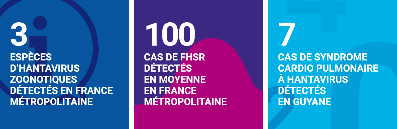 Infographie concernant les hantavirus