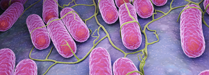 Epidémie nationale de salmonelloses à Salmonella Agona en cours associée à des laits pour nourrissons distribués à l’échelon international, France, décembre 2017