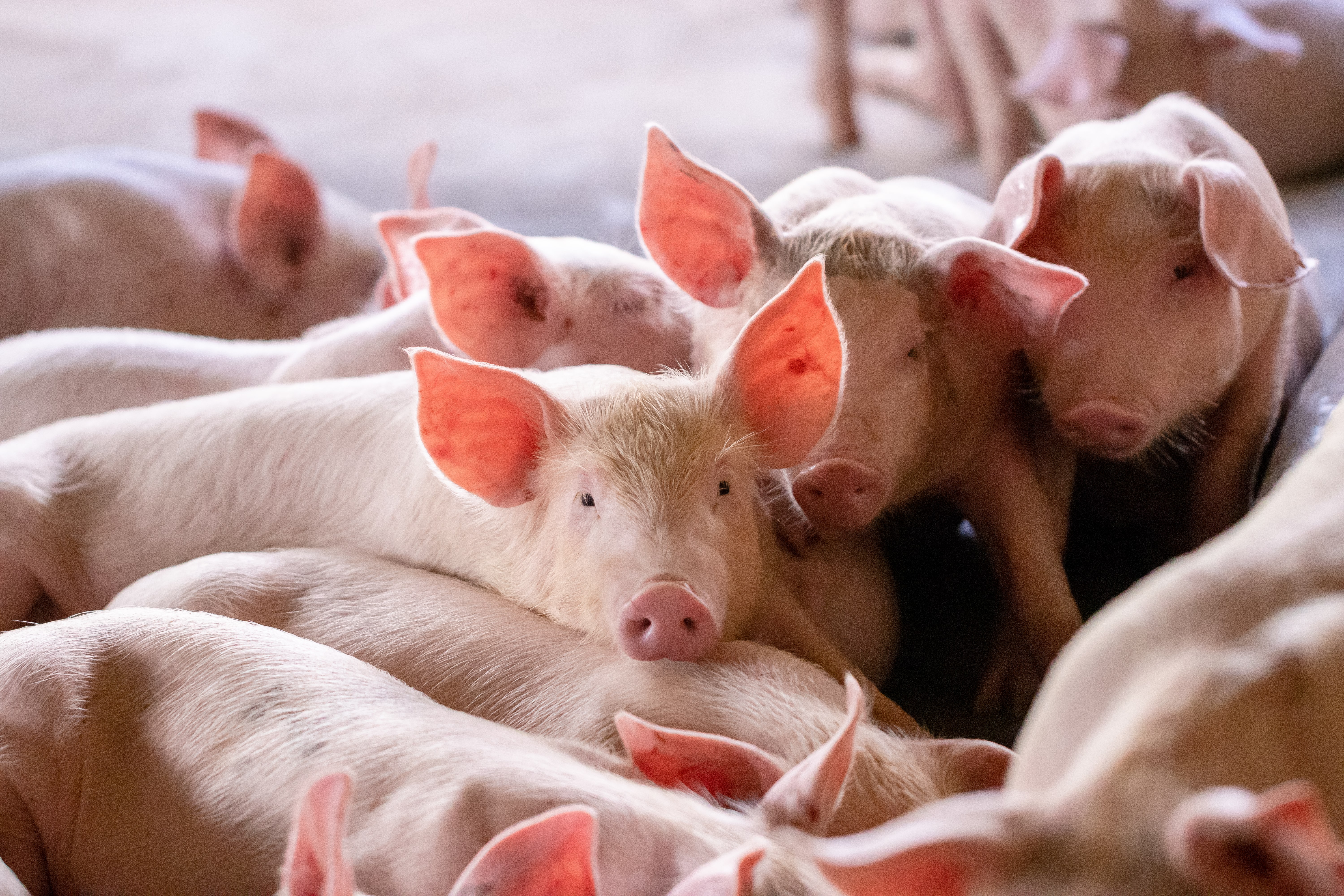 papilloma vírus porc