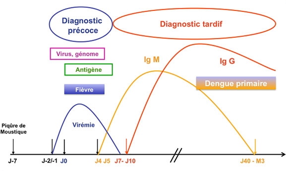 Schéma du virus et des anticorps de type IgM et IgG au cours d’une infection par le virus de la dengue. Cas d’une infection primaire.
