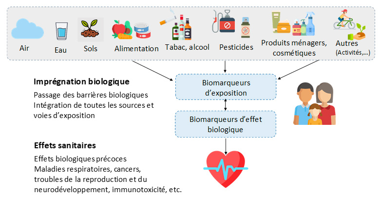 Schéma - De l’exposition à l’effet sur la santé : identifier les facteurs d’influence à travers les biomarqueurs d’exposition