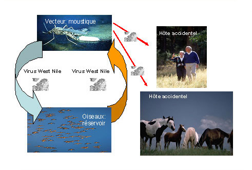 Transmission du virus West Nile