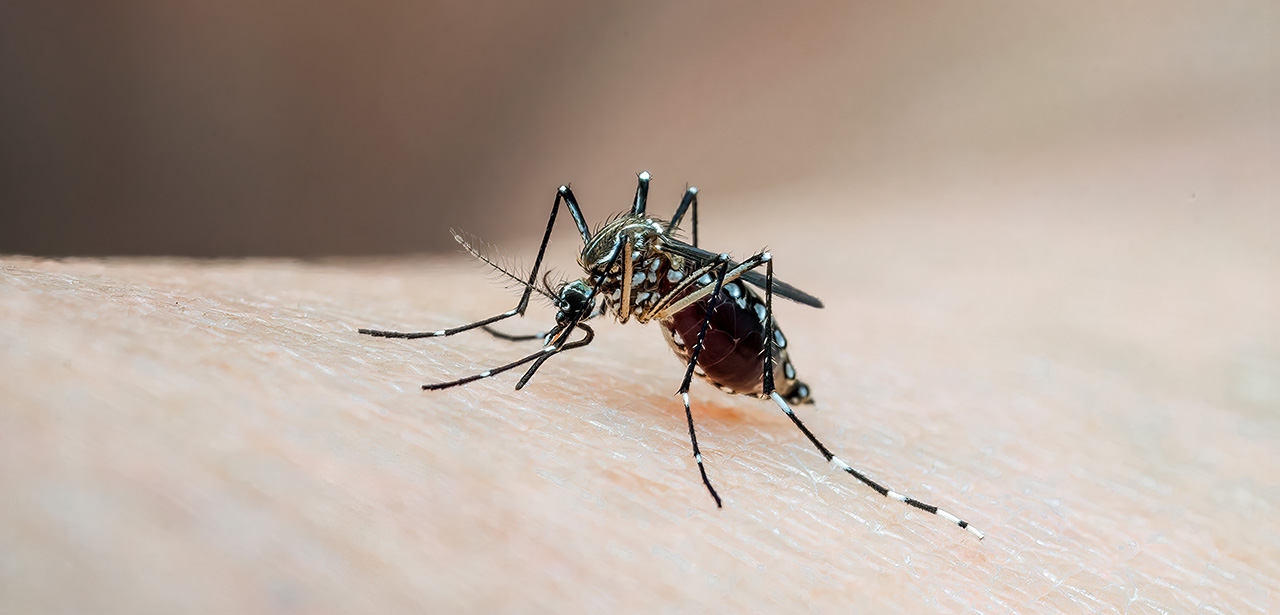 Dengue en France métropolitaine : les cas autochtones en hausse