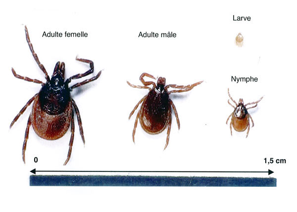 Ixodes ricinus (adulte, nymphe, larve)