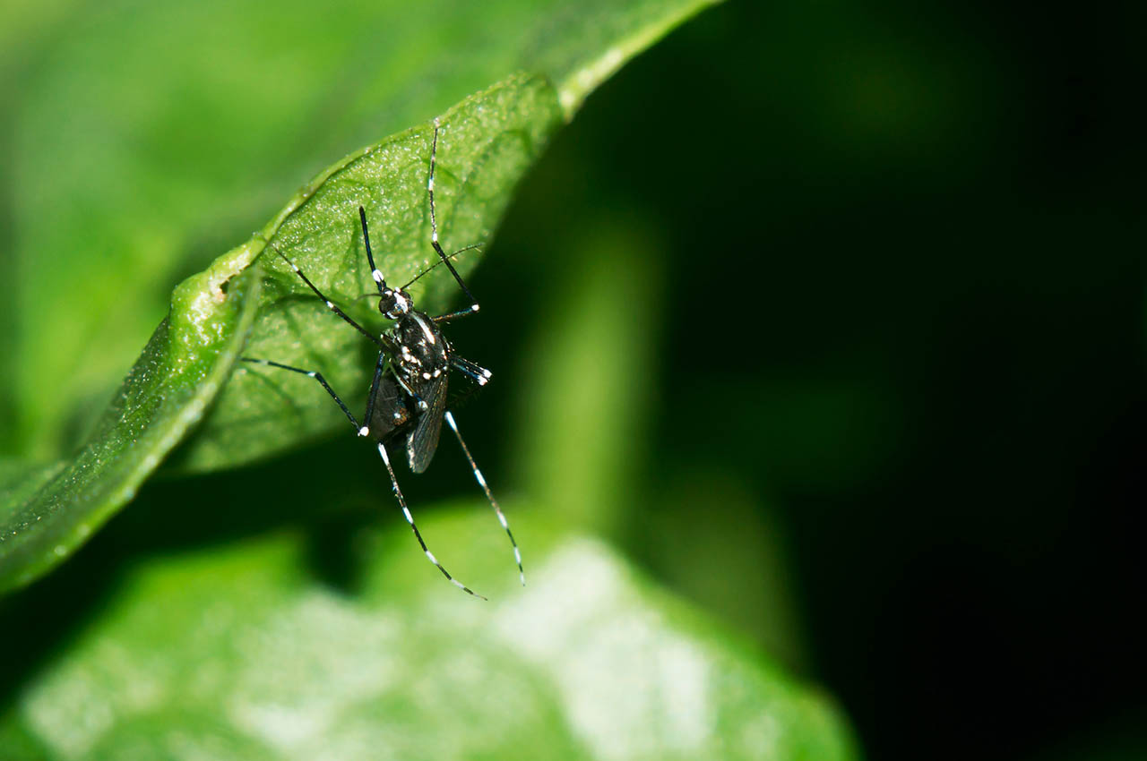 L’épidémie de dengue déclarée en Martinique et en Guadeloupe : protégez-vous !