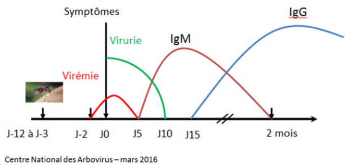 Cinétique du virus et des anticorps de type IgM et IgG au cours d’une infection par le virus Zika