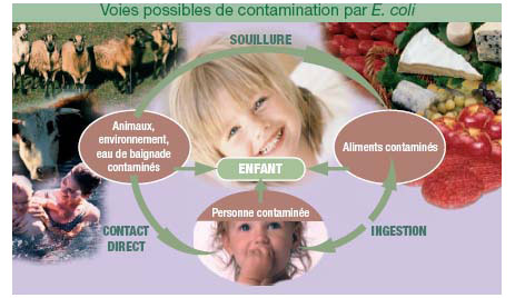 Schéma des voies possibles de contamination par Escherichia coli