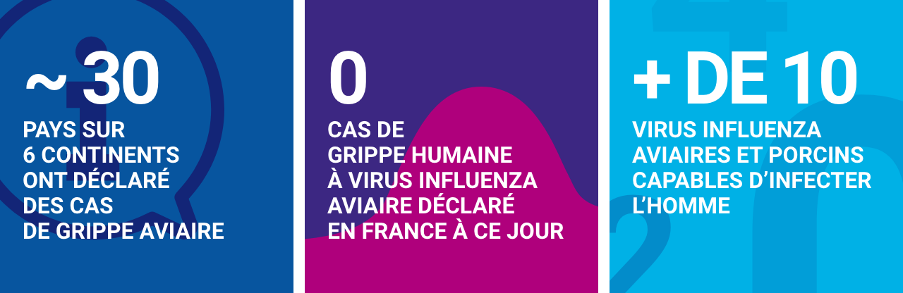 Près de 30 pays sur 6 continents ont déclaré des cas de grippe aviaire / 0 cas de grippe humaine à virus influenza aviaire déclaré en France à ce jour / Plus de 10 virus influenza aviaires et porcins sont capables d’infecter l’homme.
