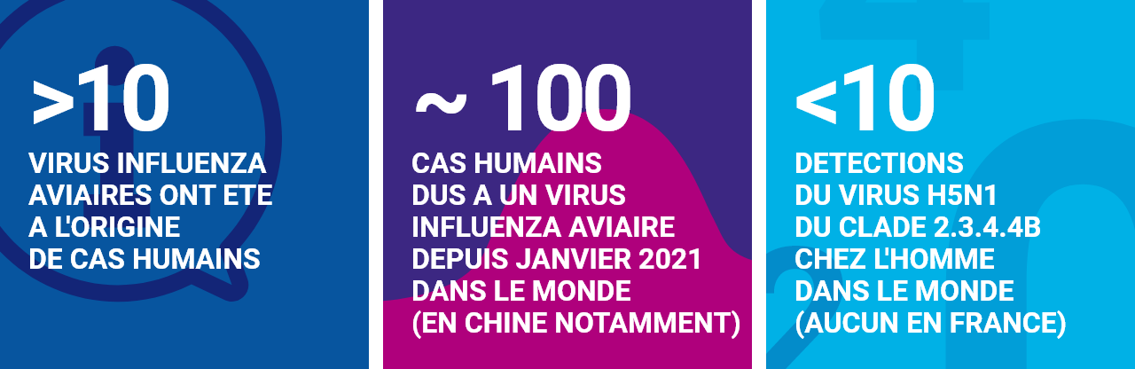 Infographie - Les chiffres-clés de la grippe aviaire