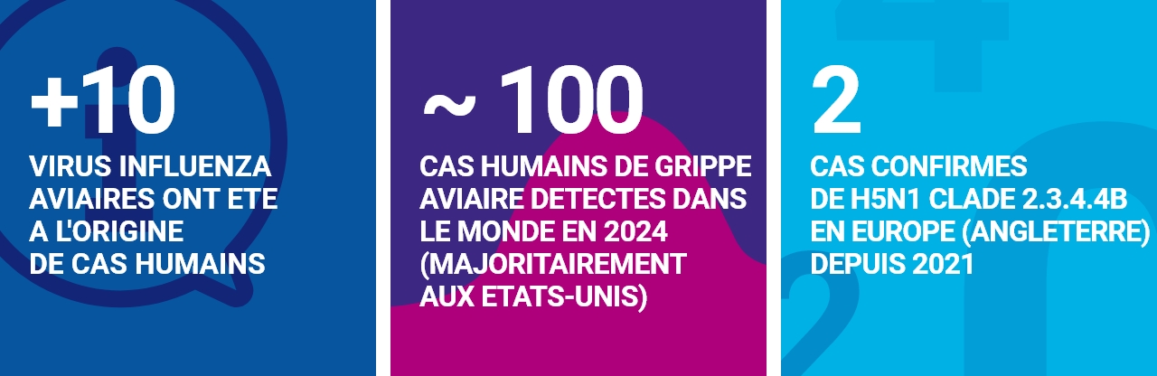 -  + de 10 virus influenza aviaires ont été à l’origine de cas humains - Environ 100 cas humains de grippe aviaire détectés dans le monde en 2024 (majoritairement aux Etats-Unis) -  2 cas confirmés de H5N1 clade 2.3.4.4b en Europe (Angleterre) depuis 2021
