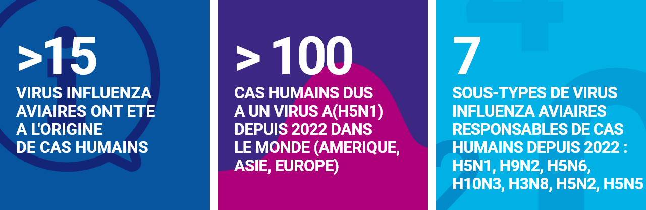 >15 virus influenza aviaires ont été à l’origine de cas humains ; >100 cas humains dus à un virus A(H5N1) depuis 2022 dans le monde (Amérique, Asie, Europe) ; 7 sous-types de virus influenza aviaires responsables de cas humains depuis 2022 : H5N1, H9N2, H5N6, H10N3, H3N8, H5N2 et H5N5