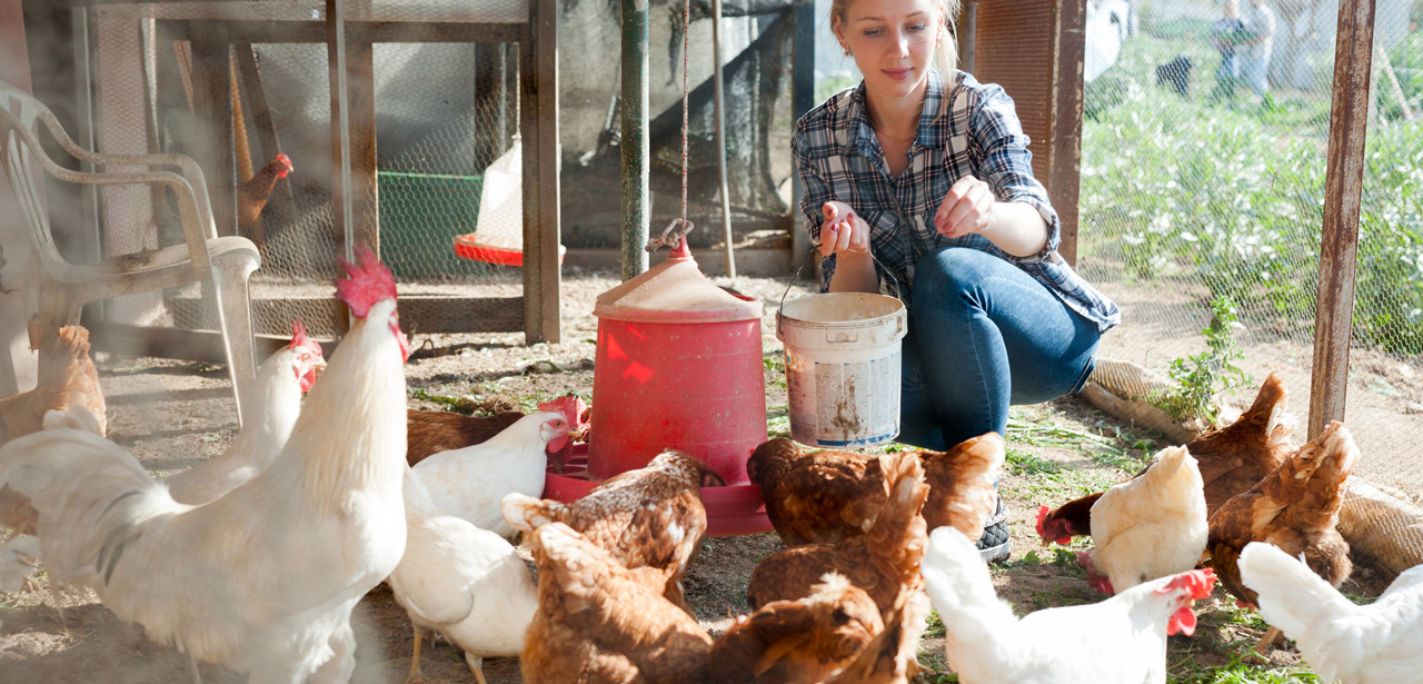 Grippe aviaire : quels sont les bons réflexes face au risque d’exposition ?