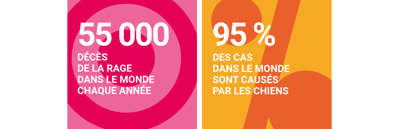 Infographie concernant la rage