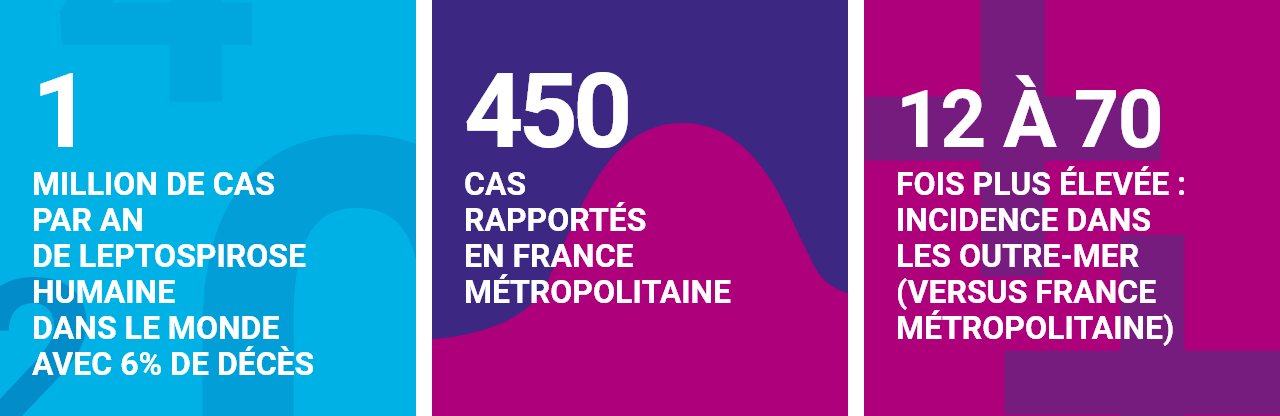Infographie concernant la leptospirose