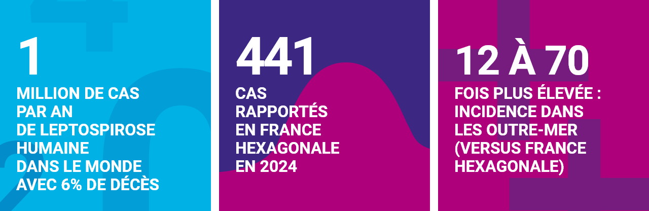 1million de cas par an de leptospirose humaine dans le monde avec 6% de décès / 441 cas notifiés en France hexagonale en 2024 / 12 à 70 fois plus élevée : incidence dans les outre-mer (versus France hexagonale)