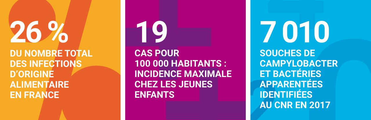 Infographie concernant les infections à Campylobacter