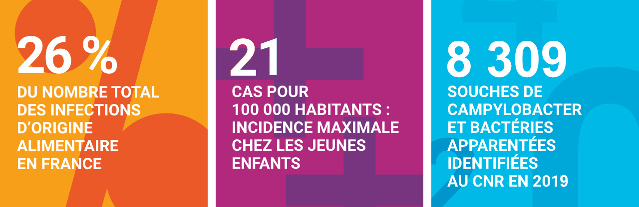 Infographie concernant les infections à Campylobacter