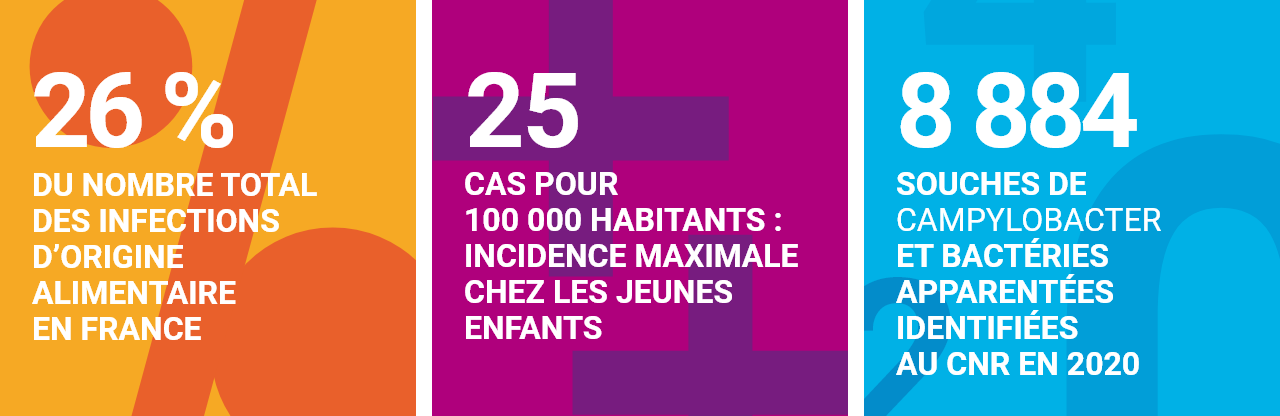 Infographie concernant les infections à Campylobacter