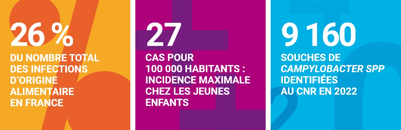 26 % du nombre total des infections d’origine alimentaire en france - 27 cas pour 100 000 habitants : incidence maximale chez les jeunes enfants - 9 160 souches de campylobacter spp identifiées au cnr en 2022