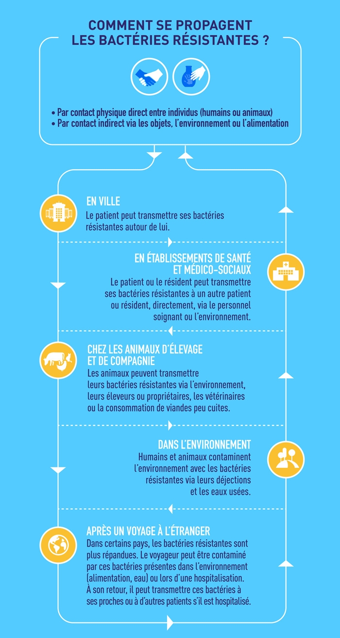 infographie propagation bactéries résistantes