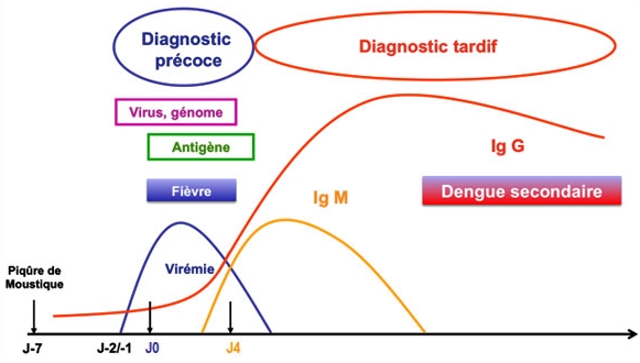 Schéma du virus et des anticorps de type IgM et IgG au cours d’une infection par le virus de la dengue. Cas d’une infection secondaire.