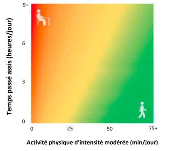Carte de chaleur décrivant les relations entre activité physique, temps passé assis et moralité (le vert représente un risque plus faible de moralité et le rouge un risque plus élevé)
