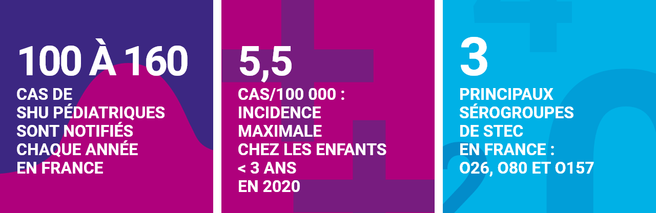 Infographie concernant le syndrome hémolytique et urémique