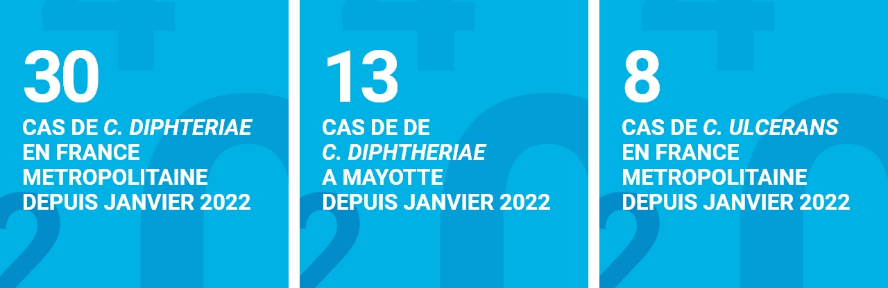 Infographie concernant la diphtérie