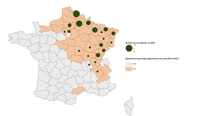 Nombre de cas de FHSR rapportés par le CNR en 2024 et exposés en France hexagonale, par département et zone de circulation du virus (telle qu’attestée par la détection de cas sur la période 2005-2023), Données CNR des Hantavirus (Institut Pasteur) (N = 75)