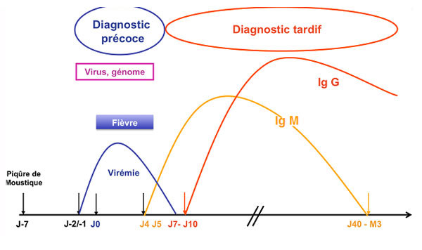 schéma du virus et des anticorps de type IgM et IgG au cours d’une infection au chikungunya
