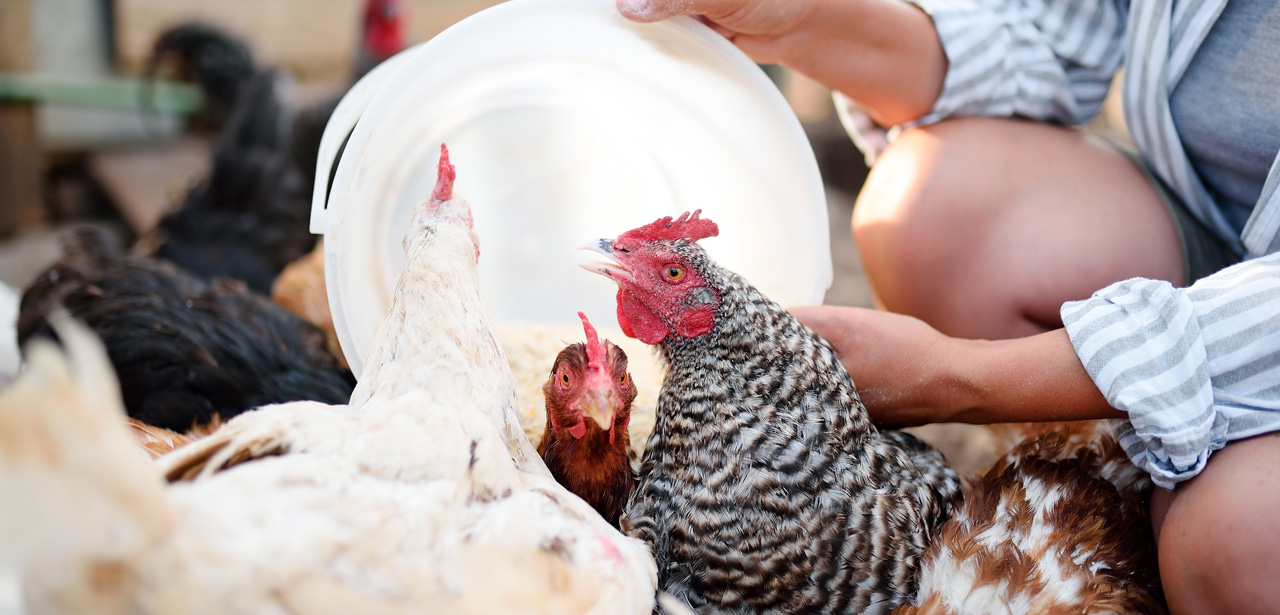 Grippe aviaire vers un renforcement de la surveillance humaine pour